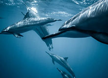 火狐电竞：点燃你的竞技灵魂，追风穿云的电竞新纪元